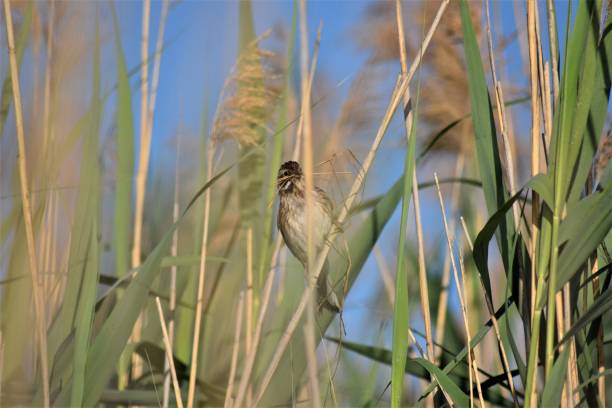 pequeño pájaro posado en una rama, con ramitas en el pico - chirrup fotografías e imágenes de stock