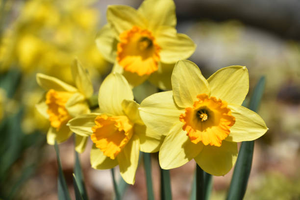 istock Beautiful Flowering Yellow and Orange Daffodils in Bloom 1560075761