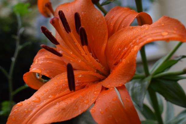 istock A flower and a bumble bee 1560079854
