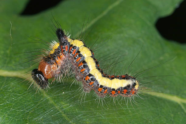 istock Moth larva spinning net on leaf, macro photo 156008523