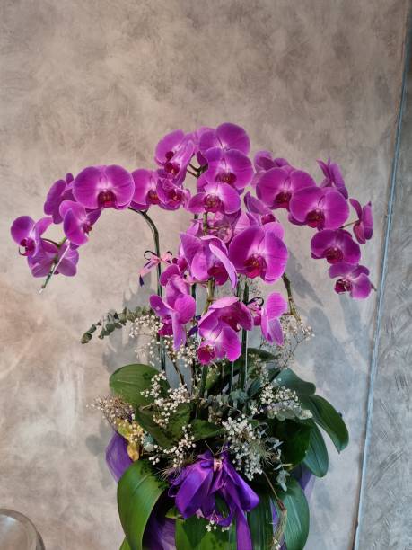 istock Purple moon orchid 1560095406