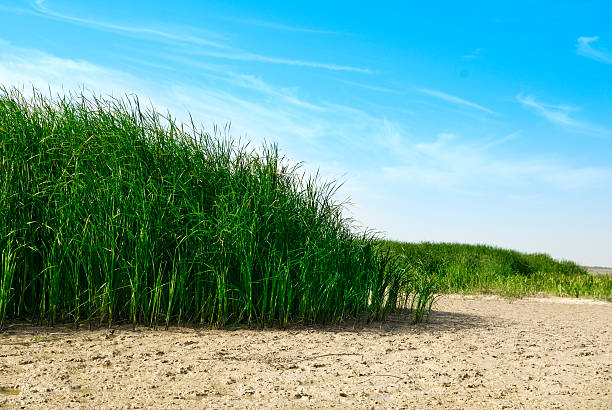 istock Dry Lake and Reeds 156010524