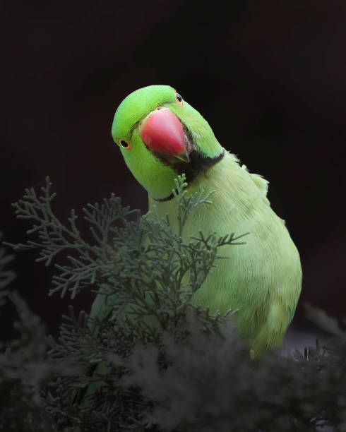 istock Monk parakeet looking to the camera 1560114611