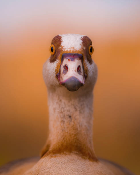 istock Egyptian goose portrait 1560115161