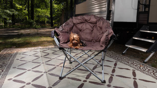 istock Exhausted Yorkie resting after a day in camp 1560126068
