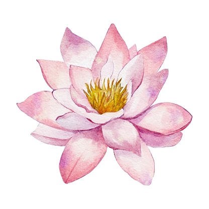 istock Watercolor botanical clipart with pink lotus flower 1560127647