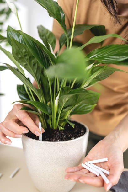 istock female gardener hands adding houseplants fertilizer chopsticks to pot 1560142910