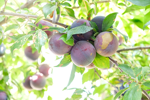 Ripe red purple plums in the plum garden. Agriculture Harvesting background. Ripe fruits in plantation