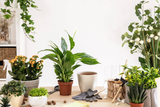 istock Spathiphyllum, pot, gloves, Hydroponic Clay Pebbles, gardening tools on table 1560144502