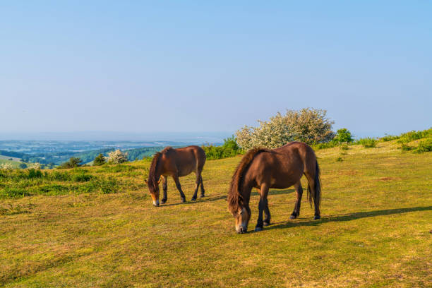 istock Somerset England UK wild Exmoor ponies 1560146669