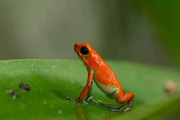 istock Strawberry Poison Frog 156015259