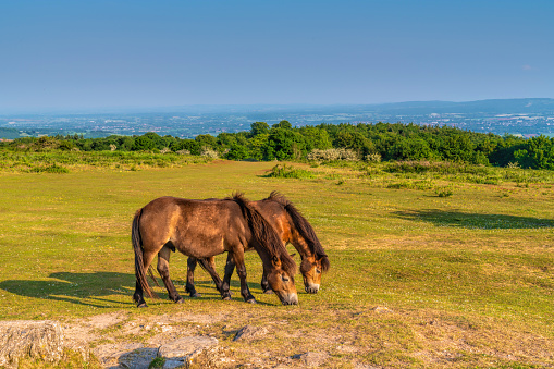 Somerset The Quantock Hills England UK wild Exmoor ponies