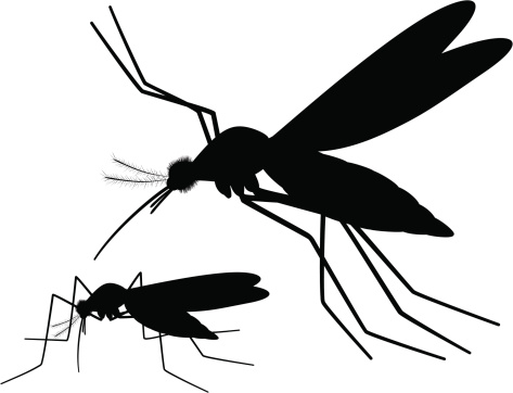 Vector silhouette of Mosquito pair, blood sucking insects. 