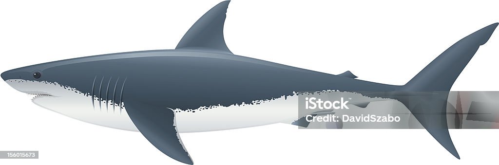 Tubarão branco - Royalty-free Tubarão branco arte vetorial