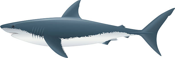 Great White Shark Vector illustration of Great White Shark, saltwater fish. great white shark stock illustrations