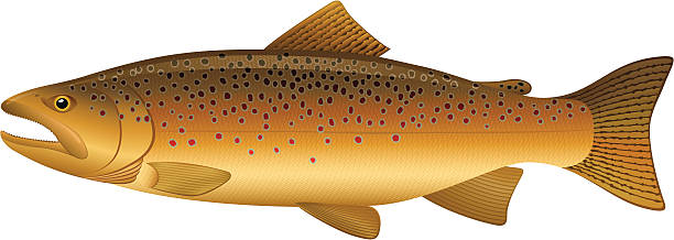 브라운송어 - brown trout stock illustrations