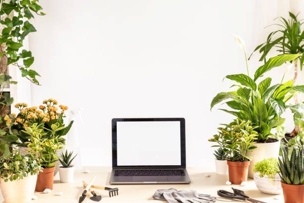 istock Scene with home plants, gardening tools, laptop computer on table, copy space 1560160850