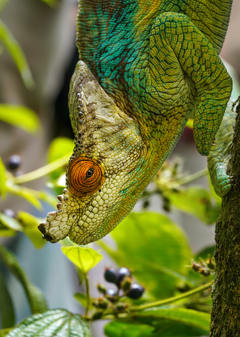 Parson's chameleon (Calumma parsonii) walking down the tree, closeup detail blurred plants background