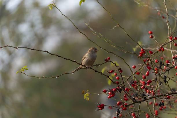 istock Adorable sparrow perched atop a brown tree branch, looking off into the distance 1560166499