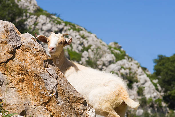 istock Goat in Picos de Europa 156017027