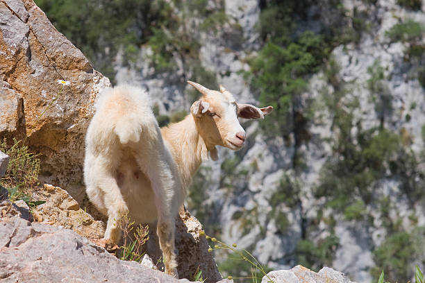 istock Goat in Picos de Europa 156017099