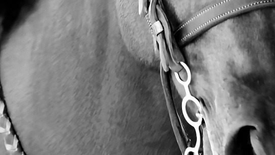 Close-up of bay horse jumping over a hurdle on show jumping training. The photo shows the moment when the horse front legs exceed the hurdle. Heavily blurred treetops are in the background.