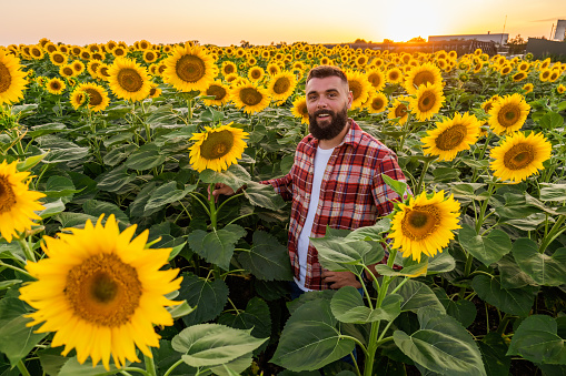 Happy farmer is standing in his sunflower field which is in blossom. He is happy because of good season and good progress of the plants.