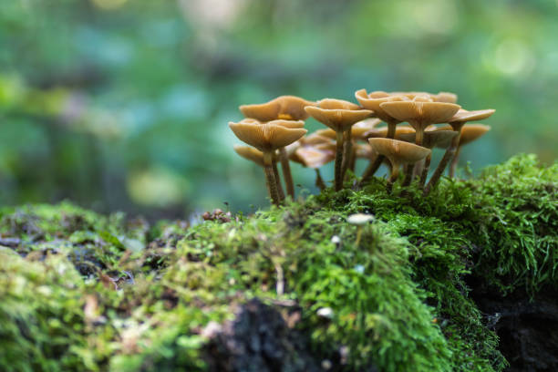 istock Bunch of forest mushrooms growing on an mossy trunk. 1560181200