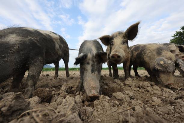 istock Group of pigs on a farm 1560182907