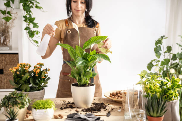istock Female gardener watering houseplants using spray bottle working at workshop 1560183451