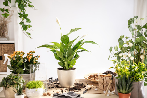 Repotting green plants at home. Spathiphyllum, white peace lily in pot, gloves, Hydroponic Clay Pebbles, soil, gardening tools on table in room. Potting, transplanting houseplants indoor tutorial.
