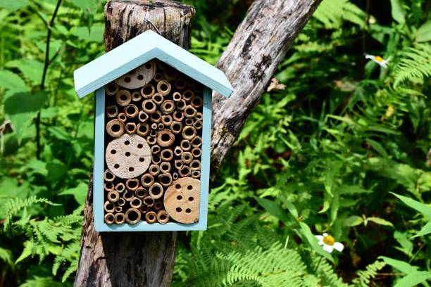 istock Closeup of a bee house on a tree trunk 1560187344