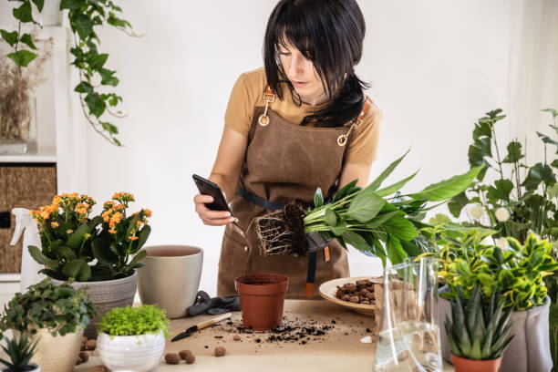 istock Female gardener using smartphone working at workshop transplantation houseplants 1560187865