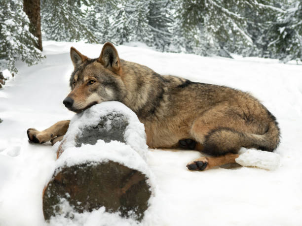 istock gray wolf lie up on the snow on a white background 1560189528