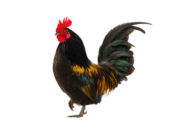 istock golden rooster isolated on white background 1560189540