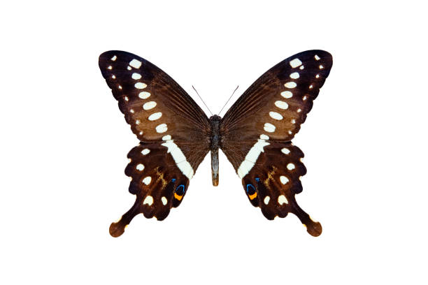 istock central emperor swallowtail (papilio lormieri) isolated on white background 1560190627