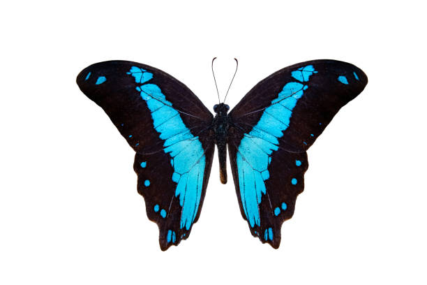istock Papilio chrapkowskoides (papilio bromius) isolated on white background 1560190645