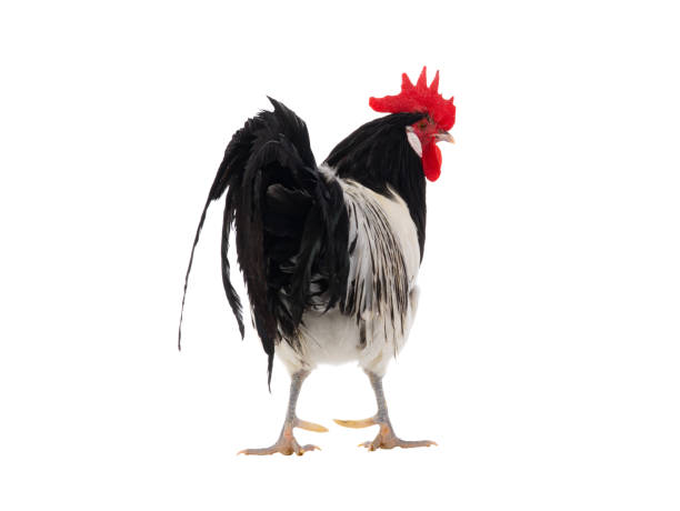 istock Lakenfelder rooster isolated on white background 1560190662