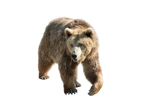 Brown Bear and Cubs on Watch, Ursus arctos, Hallo Bay, Katmai National Park, Alaska. Mother with cubs on a rocky hill looking for the male bear.