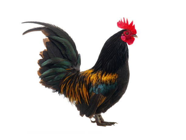 istock golden rooster isolated on white background 1560191239