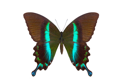 Papilio palinurus - the emerald swallowtail, emerald peacock or green-banded peacock - a butterfly of the genus Papilio of the family Papilionidae. It is native to Southeast Asia.