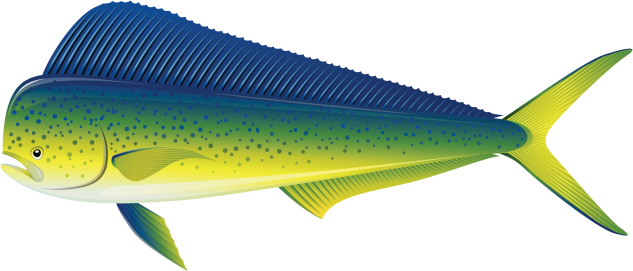 Vector illustration of Dorado - fish, isolated on white.