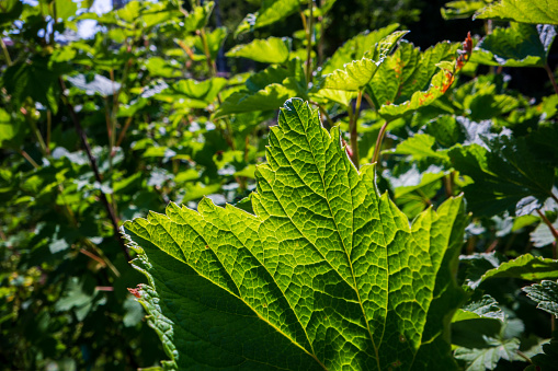 A beautiful fresh green leaf close-up highlighted by the sun. Detailed texture and expressive structure. Natural ecology background with copy space.