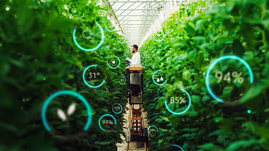 Male Bioengineer Inspecting Growth Of Crops On Modern Vertical Farm. Man Cultivates Organic Food or Plants In Technologically Advanced Greenhouse. VFX Infographics Edit Showing Statistics, Data.