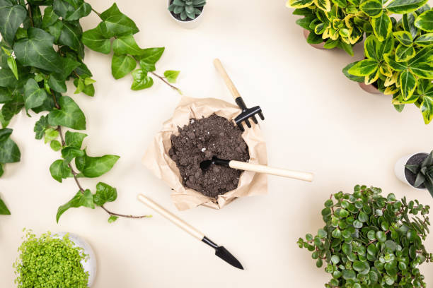 istock Gardening tools rake, spade and soil on white desk background with home plants 1560202783