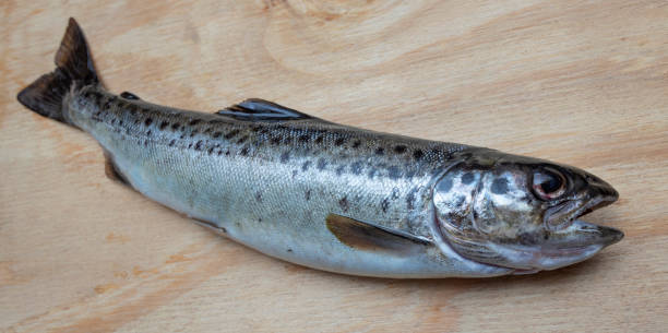 istock Lake trout caught in Maine 1560204373