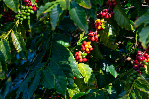 istock Ripening coffee (coffea) cherries afternoon in sun 1560204831