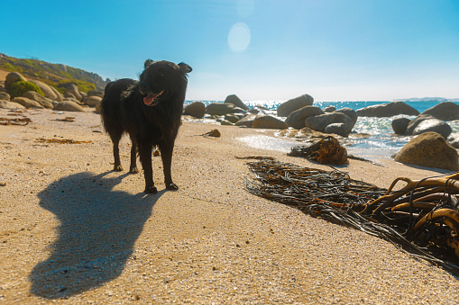 Beautiful beach with dog in Chile