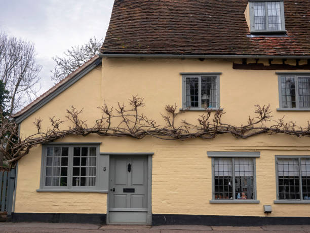 Trees growing along the walls of a traditional house in the English village of Dedham stock photo