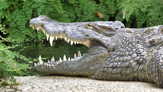A large, powerful alligator in a natural setting with its powerful jaws wide open.